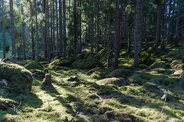 Image showing Moss covered forest floor