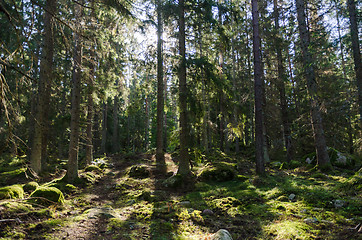 Image showing In a deep backlit forest