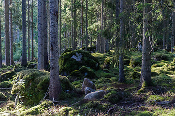 Image showing Deep in a mossy old forest