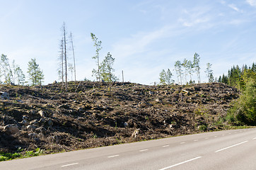 Image showing Clear cut forest by roadside