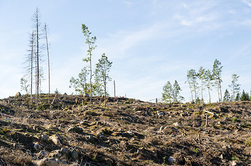 Image showing Renewable recources, harvested forest