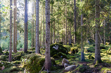 Image showing Beautiful bright green forest