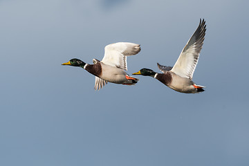 Image showing Flying Mallards closeup