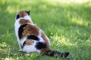 Image showing tricolor cat sitting in a meadow