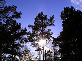 Image showing Sun in the Forest