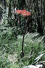 Image showing Blooming Aloe Vera