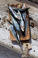 Image showing Raw Fresh Sardines