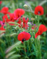 Image showing Defocused Red Poppy Flowers