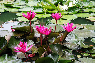 Image showing Water garden