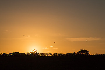 Image showing Sunrise and Tree Silhouettes