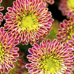 Image showing Background of Variegated Chrysanthemum