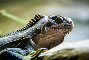 Image showing iguana profile