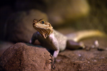 Image showing lizard