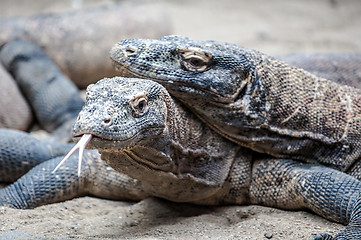 Image showing monitor lizards