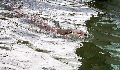 Image showing swimming otter