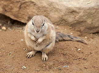 Image showing fat gopher