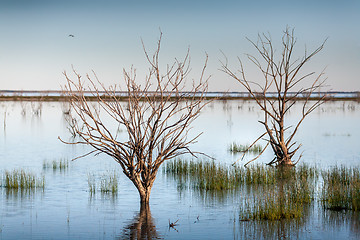 Image showing Trees and grasses swamped in outback lake oasis