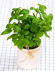 Image showing Bunch of Fresh Basil