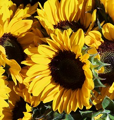 Image showing Perfect Sunflowers with Leafs