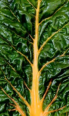 Image showing Fresh Chard Leaf