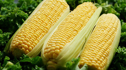 Image showing Uncooked fresh corncobs on green