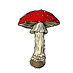 Image showing Fly agaric. Poisonous mushroom