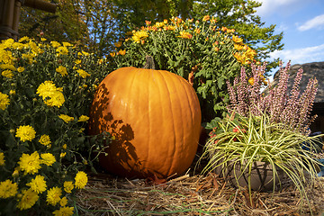 Image showing autumn pumpkin with flowers