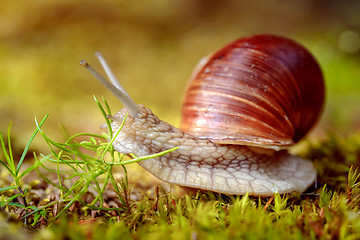 Image showing Helix pomatia also Roman snail, Burgundy snail