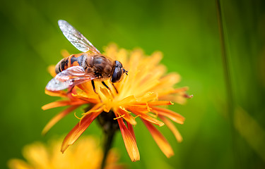 Image showing Bee collects nectar from flower crepis alpina