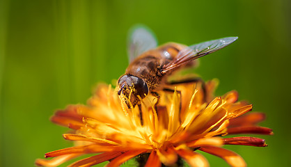 Image showing Bee collects nectar from flower crepis alpina