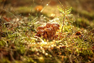 Image showing Armillaria Mushrooms of honey agaric In a Sunny forest.