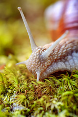 Image showing Helix pomatia also Roman snail, Burgundy snail