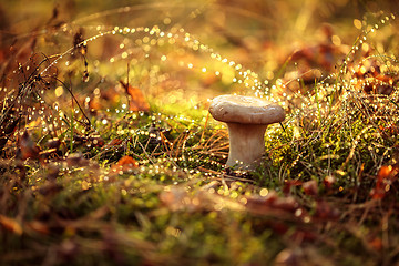 Image showing Mushroom Boletus In a Sunny forest in the rain.