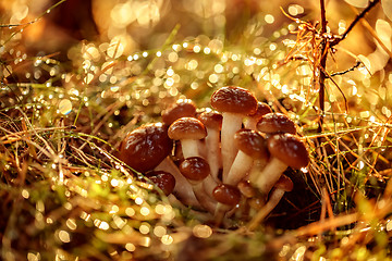 Image showing Armillaria Mushrooms of honey agaric In a Sunny forest.