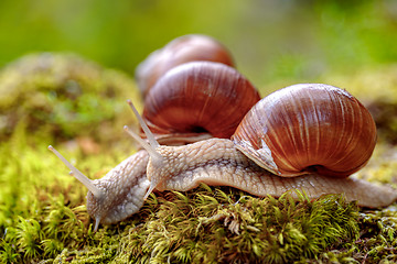 Image showing Helix pomatia also Roman snail, Burgundy snail