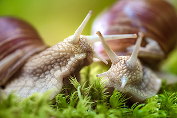 Image showing Helix pomatia also Roman snail, Burgundy snail