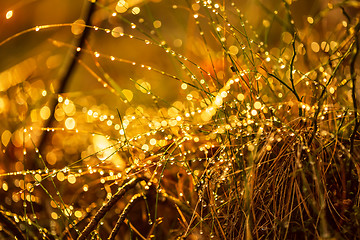 Image showing Abstract Blurred background of summer rain in Sunny forest close