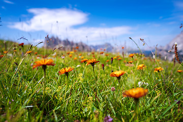 Image showing Abstract background of Alpine flowers.