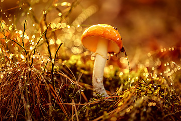 Image showing Amanita muscaria, Fly agaric Mushroom In a Sunny forest in the r