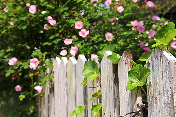 Image showing Garden fence with roses