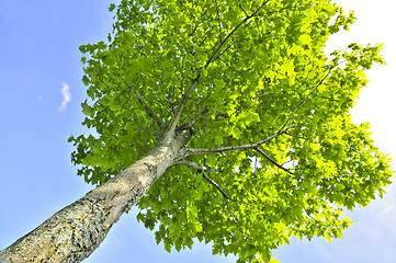 Image showing Green tree