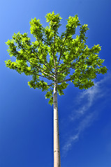 Image showing Green tree