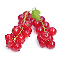 Image showing Red currants