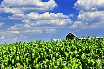 Image showing Rural landscape