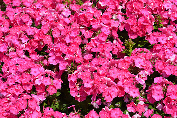 Image showing Garden phlox