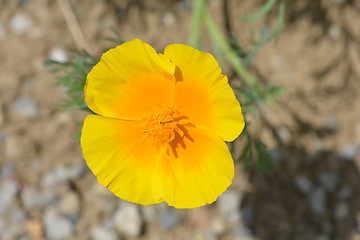 Image showing Golden poppy flower