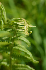 Image showing Common fern