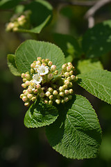 Image showing Wayfaring tree flowers