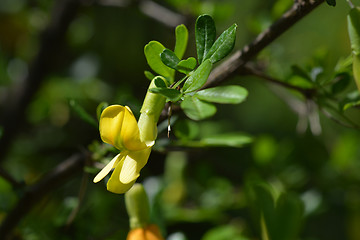 Image showing Chinese pea shrub