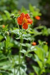 Image showing Dwarf orange avens